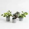 Best Artificial House Plants in Grey Pots 3pk Role Play Accessories