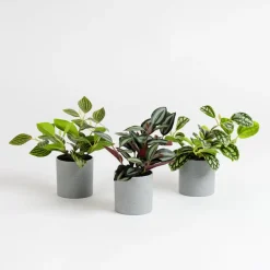 Best Artificial House Plants in Grey Pots 3pk Role Play Accessories