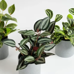 Best Artificial House Plants in Grey Pots 3pk Role Play Accessories