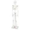 Discount Boney Tony Half Sized Human Skeleton Model Human Body|Festivals & Celebrations