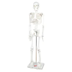 Discount Boney Tony Half Sized Human Skeleton Model Human Body|Festivals & Celebrations