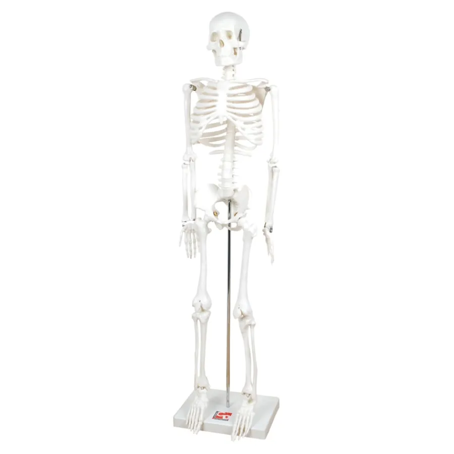 Discount Boney Tony Half Sized Human Skeleton Model Human Body|Festivals & Celebrations