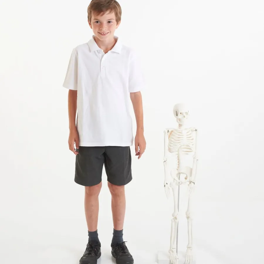 Discount Boney Tony Half Sized Human Skeleton Model Human Body|Festivals & Celebrations