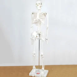 Discount Boney Tony Half Sized Human Skeleton Model Human Body|Festivals & Celebrations