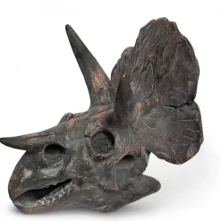Online Dinosaur Fossil Kit Historical Artefacts|Topics & Themes