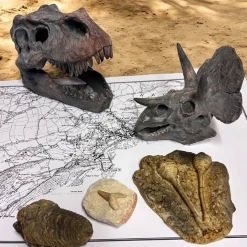Online Dinosaur Fossil Kit Historical Artefacts|Topics & Themes