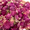 Dried Flowers Natural Collage Pack Festivals & Celebrations|Craft Sets