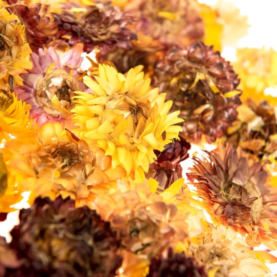 Dried Flowers Natural Collage Pack Festivals & Celebrations|Craft Sets