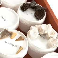 Hot Fossil Class Pack Rocks & Fossils