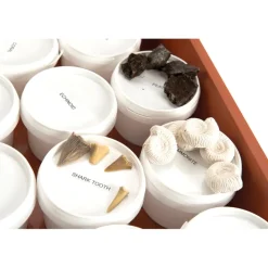 Hot Fossil Class Pack Rocks & Fossils
