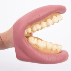Discount Giant Teeth and Toothbrush Model Human Body|Healthy Schools
