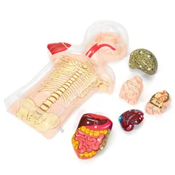 Outlet Healthy Living PSHE Activity Set Human Body|Class Kits