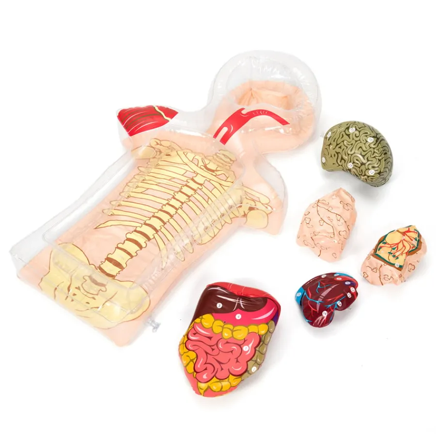 Outlet Healthy Living PSHE Activity Set Human Body|Class Kits