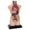 Discount Human Body Anatomical Torso Human Body