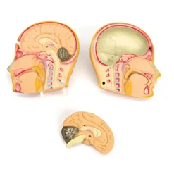 Discount Human Body Anatomical Torso Human Body