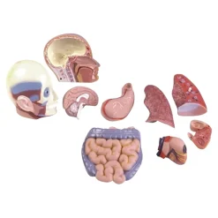 Discount Human Body Anatomical Torso Human Body