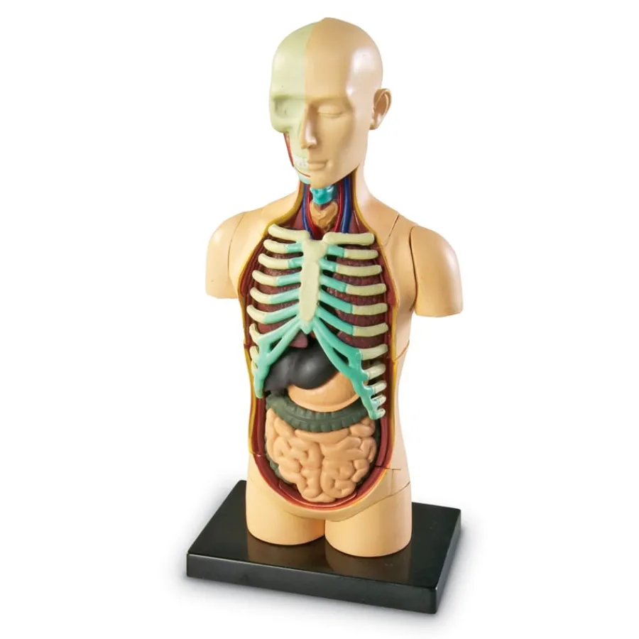 New Learning Resources Complete Anatomy Models Human Body|Science Essentials