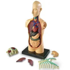 New Learning Resources Complete Anatomy Models Human Body|Science Essentials