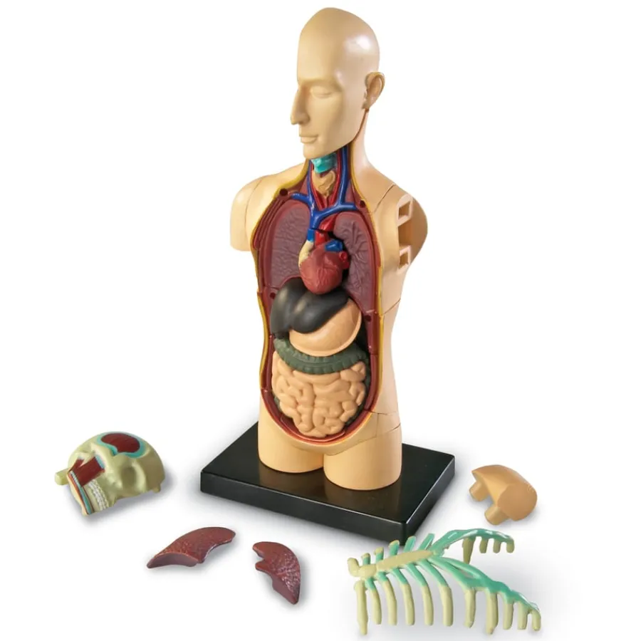 New Learning Resources Complete Anatomy Models Human Body|Science Essentials