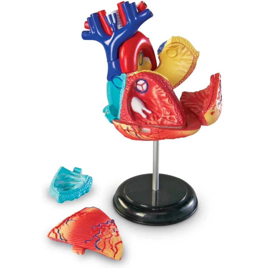 New Learning Resources Complete Anatomy Models Human Body|Science Essentials