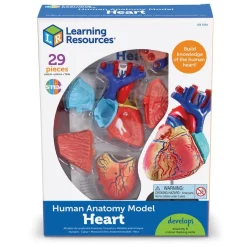 New Learning Resources Complete Anatomy Models Human Body|Science Essentials