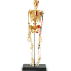 New Learning Resources Complete Anatomy Models Human Body|Science Essentials