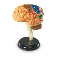 New Learning Resources Complete Anatomy Models Human Body|Science Essentials