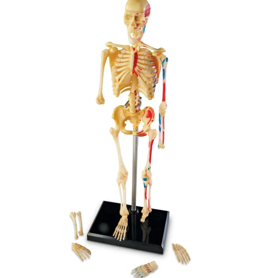 New Learning Resources Complete Anatomy Models Human Body|Science Essentials