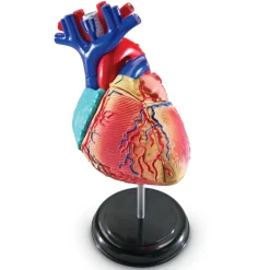 New Learning Resources Complete Anatomy Models Human Body|Science Essentials