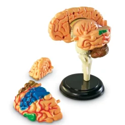 New Learning Resources Complete Anatomy Models Human Body|Science Essentials