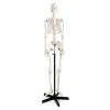 Best Life Size Human Skeleton Model Human Body