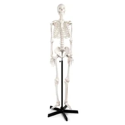 Best Life Size Human Skeleton Model Human Body