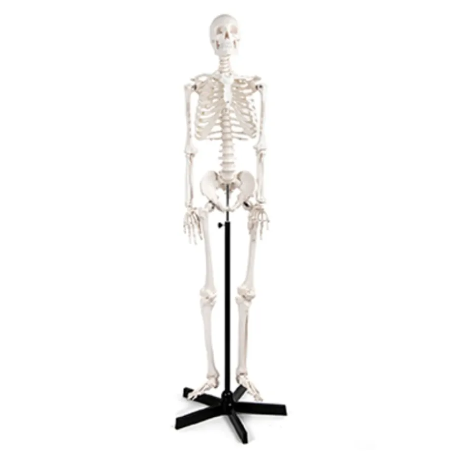 Best Life Size Human Skeleton Model Human Body