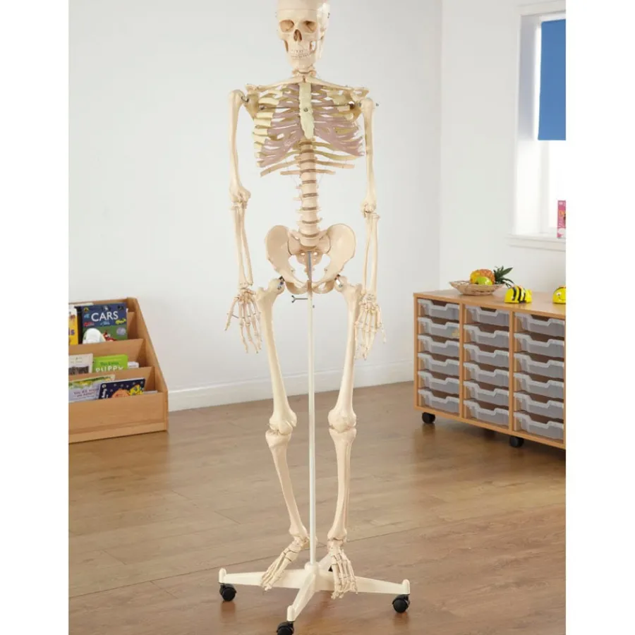 Best Life Size Human Skeleton Model Human Body