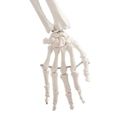 Best Life Size Human Skeleton Model Human Body