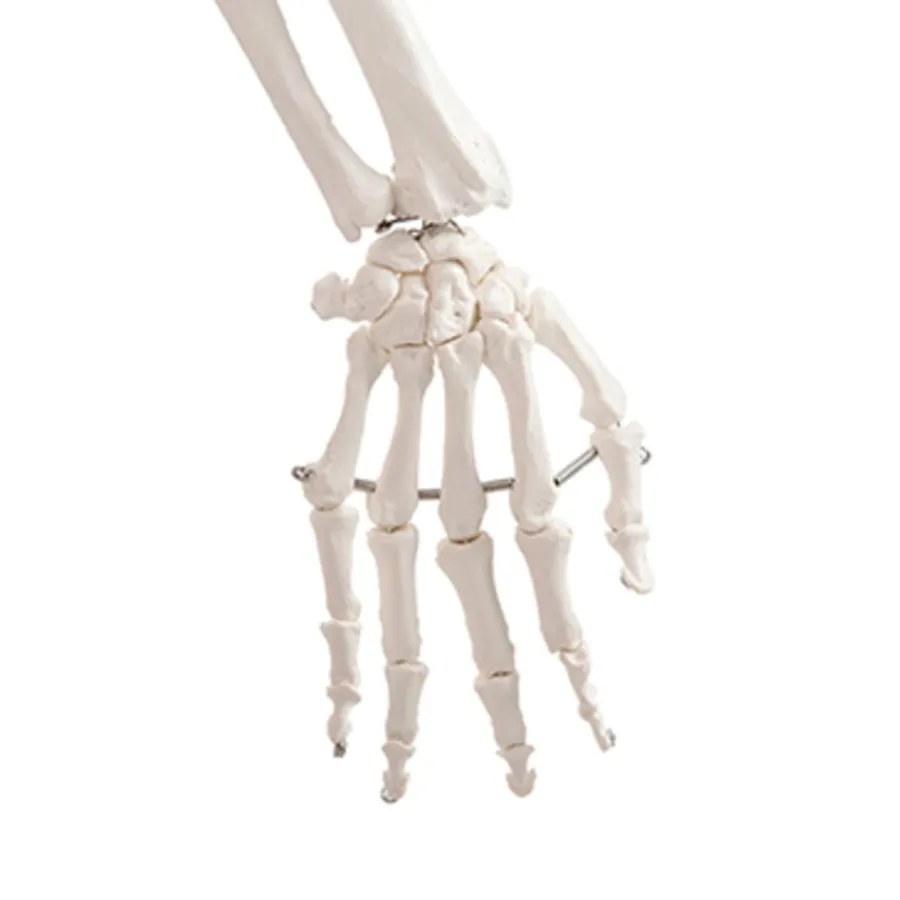 Best Life Size Human Skeleton Model Human Body