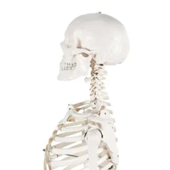 Best Life Size Human Skeleton Model Human Body