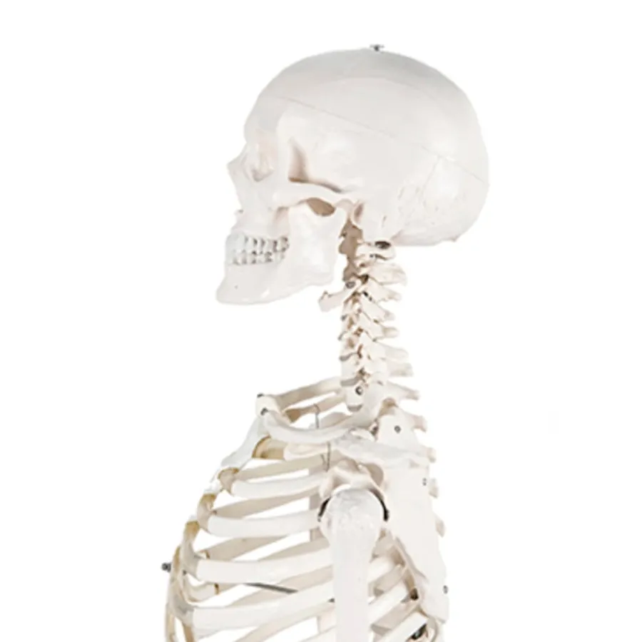 Best Life Size Human Skeleton Model Human Body