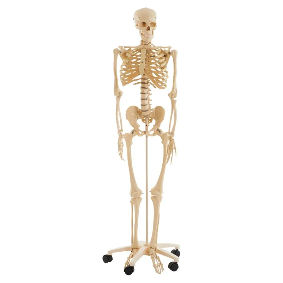 Best Life Size Human Skeleton Model Human Body
