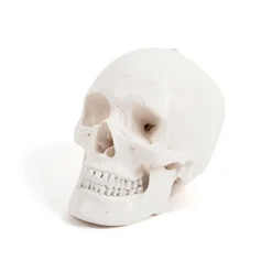 Best Life Size Human Skeleton Model Human Body
