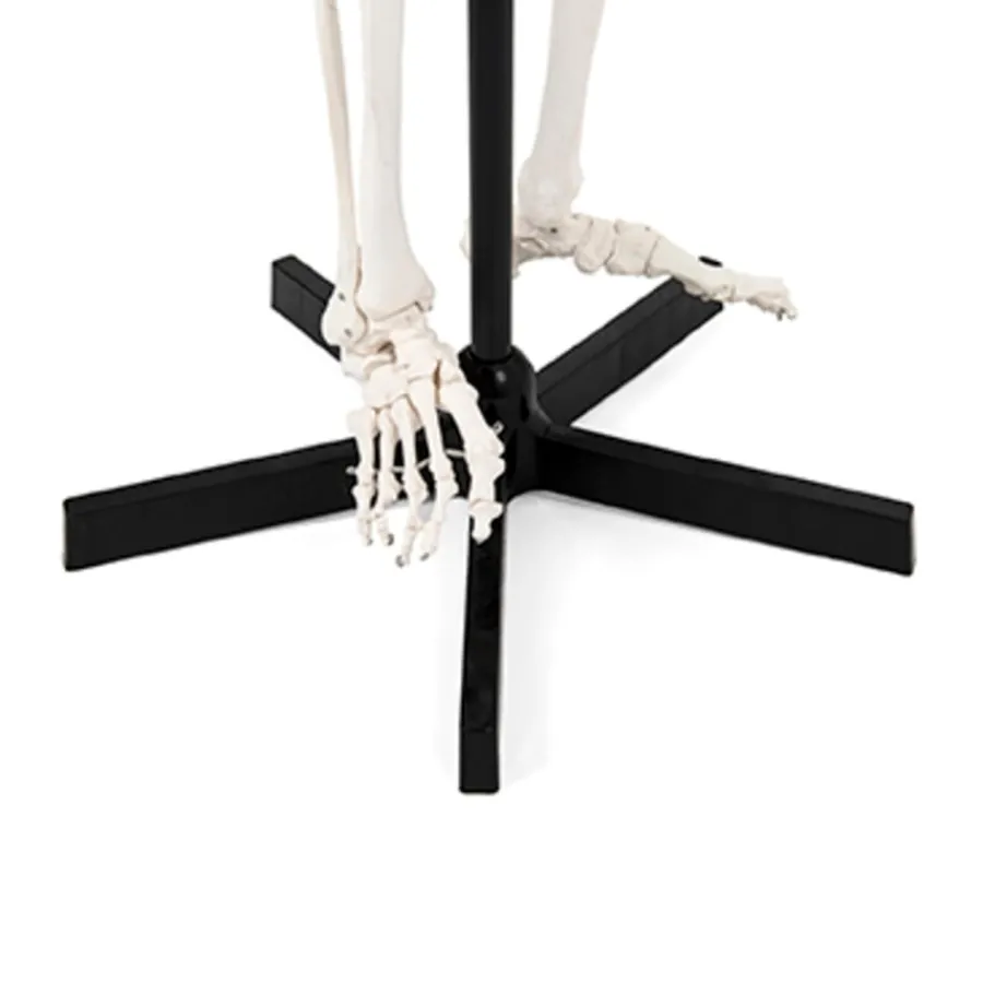 Best Life Size Human Skeleton Model Human Body