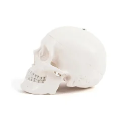 Best Life Size Human Skeleton Model Human Body