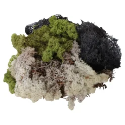 New Natural Moss 3pk Investigating Materials|Loose Parts