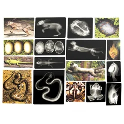 Hot Polydron Animal X-Rays and Picture Cards Animals & Minibeasts|Science Essentials