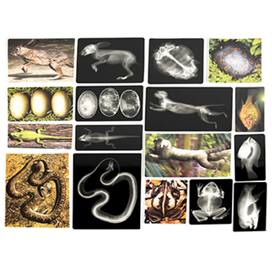 Hot Polydron Animal X-Rays and Picture Cards Animals & Minibeasts|Science Essentials
