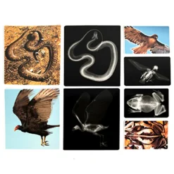 Hot Polydron Animal X-Rays and Picture Cards Animals & Minibeasts|Science Essentials