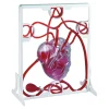 Sale Pumping Human Heart Model Human Body