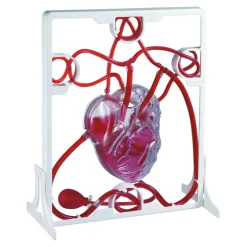 Sale Pumping Human Heart Model Human Body