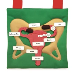 Reproductive Organ Display Vests Human Body|Topics