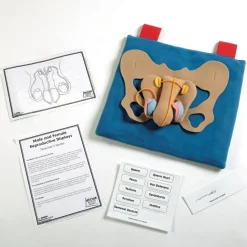 Reproductive Organ Display Vests Human Body|Topics